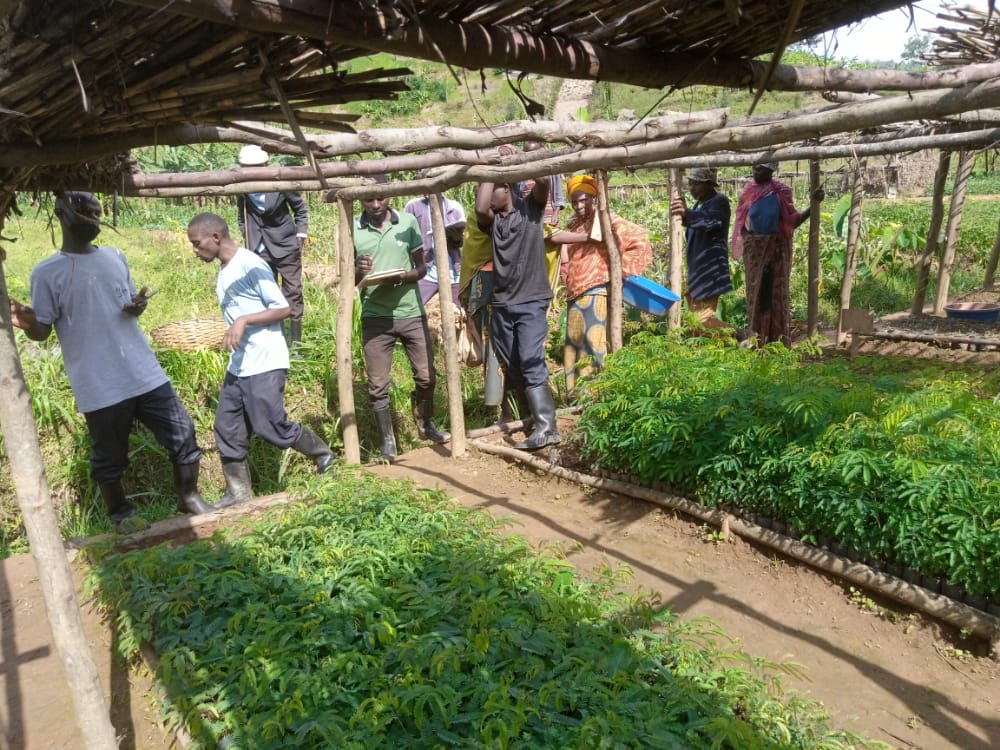 Silviculture and Forestation