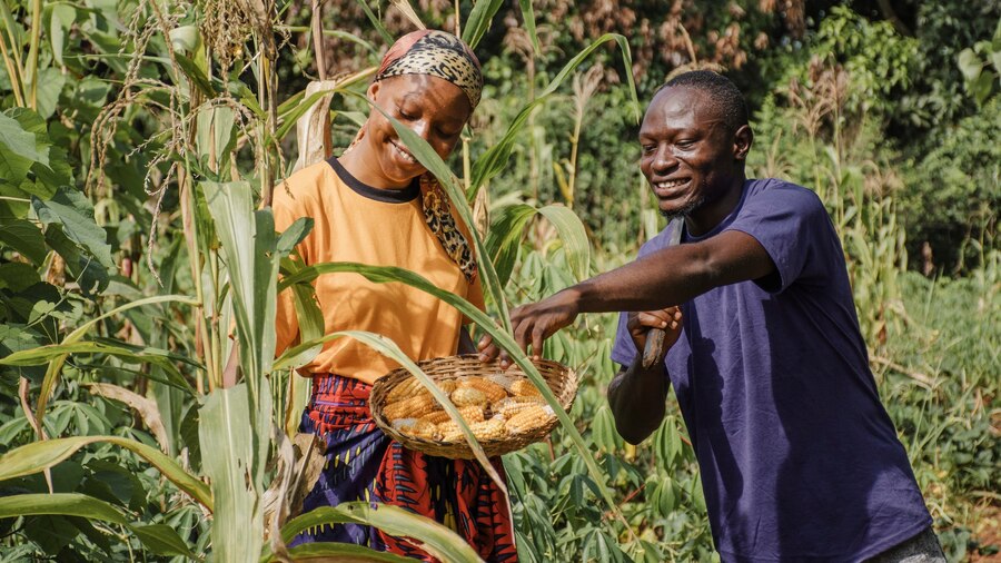 Post-Harvest Crop Activities