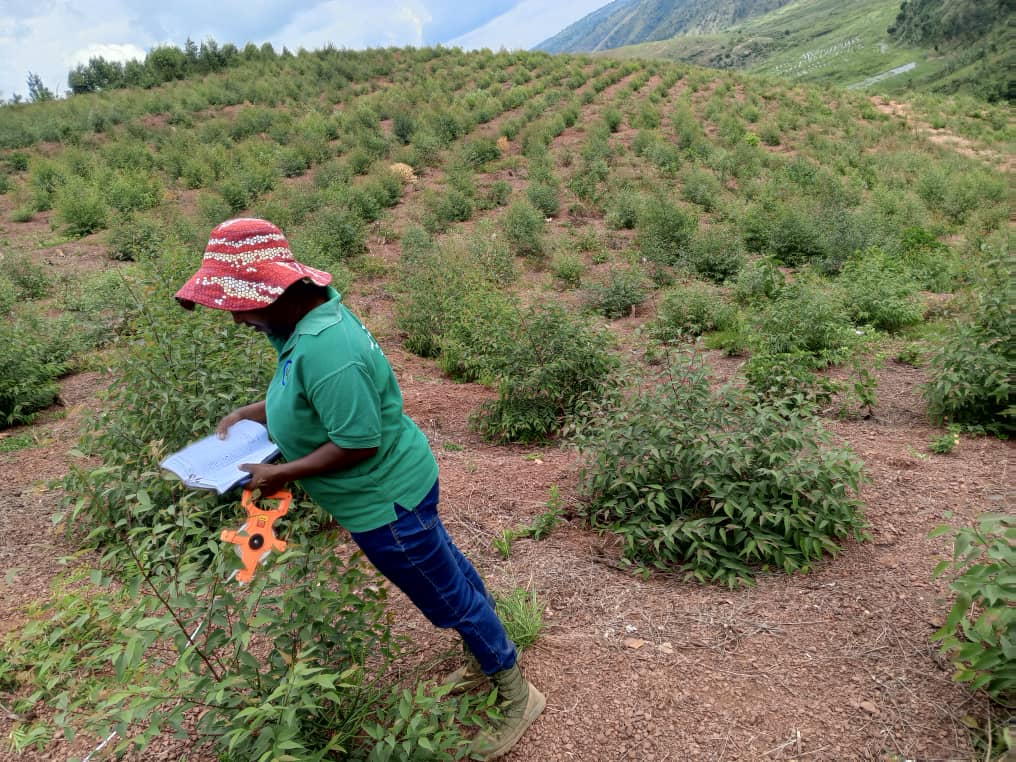 Technician Measuring Tree Growth