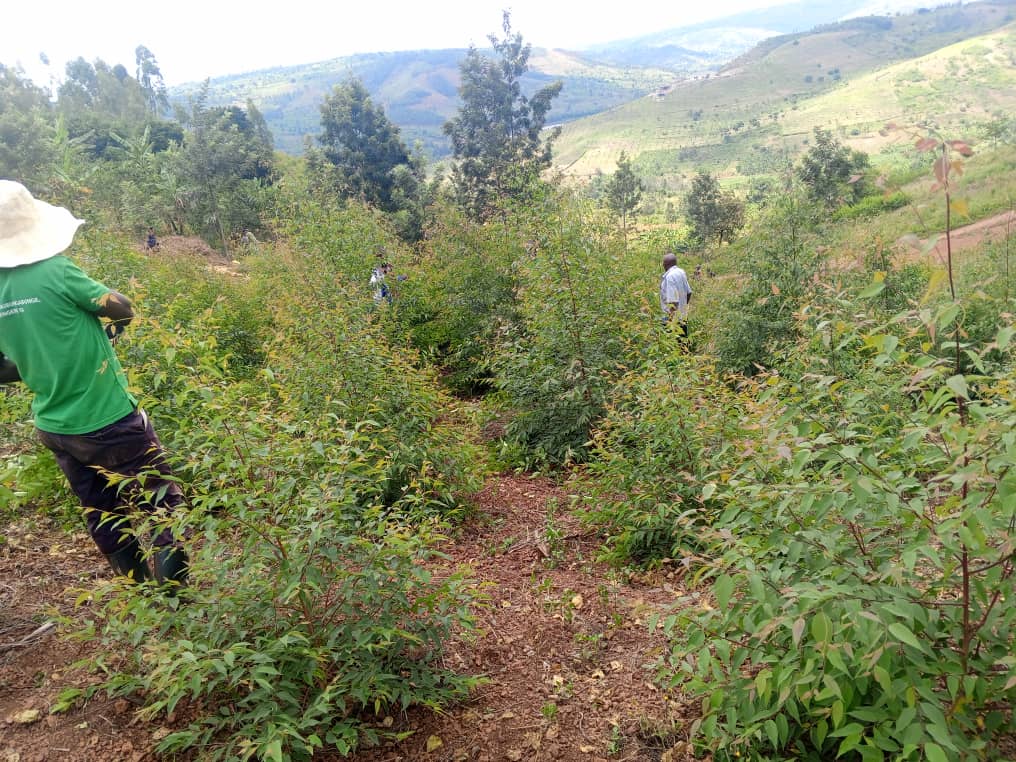 Forestry Workers Conducting Plantation Maintenance