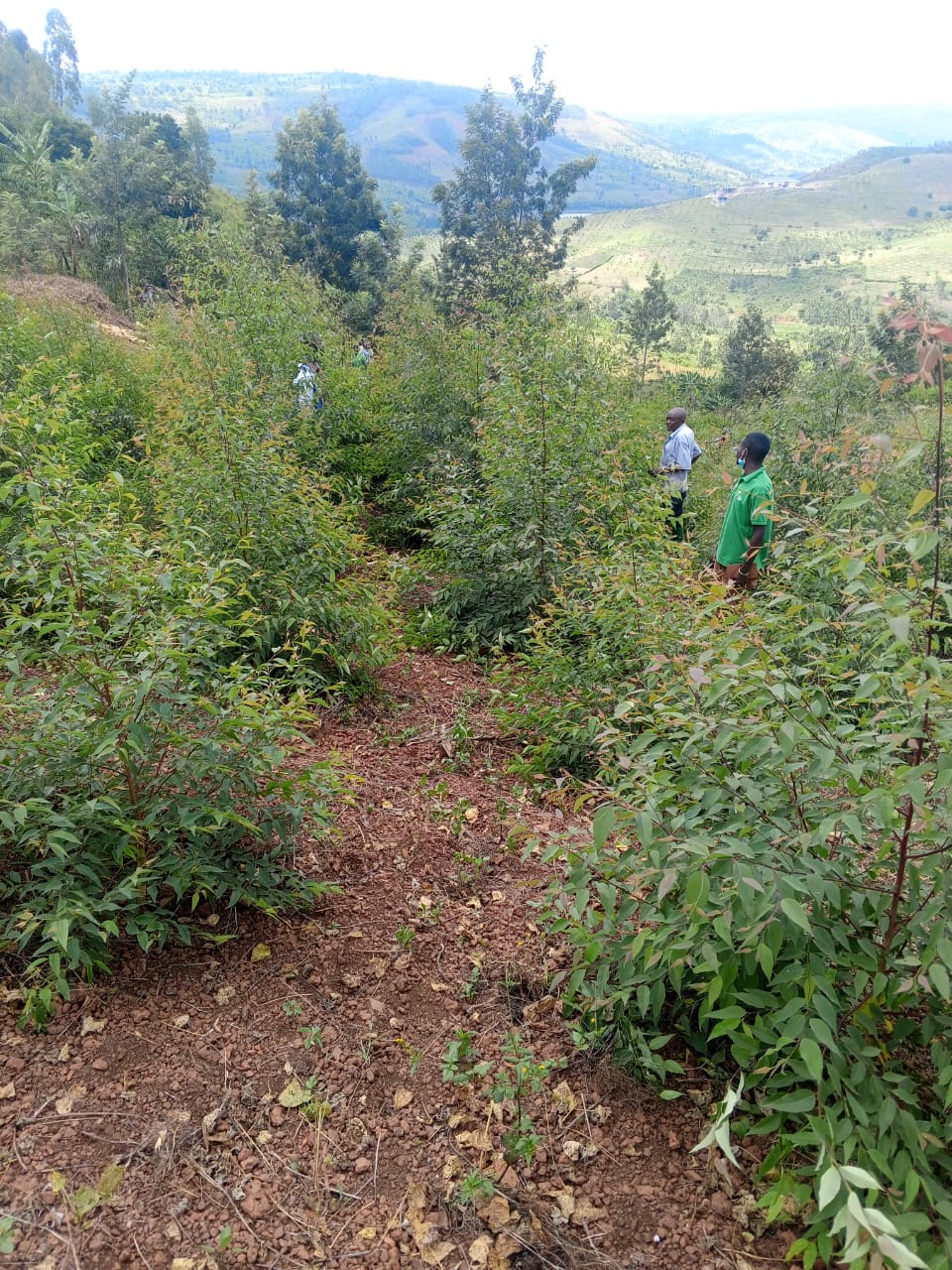 Forestry Worker Taking Measurements