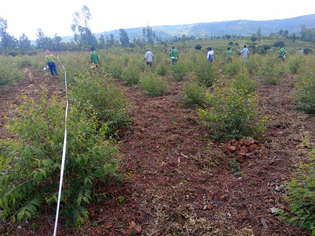 Thriving Young Trees on a Reforested Hillside