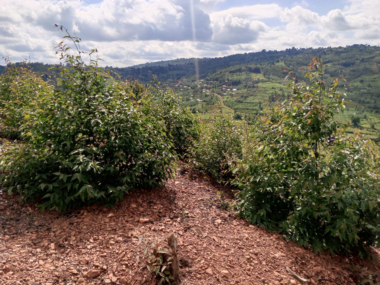 Reforested Hillside Overlooking Rural Community