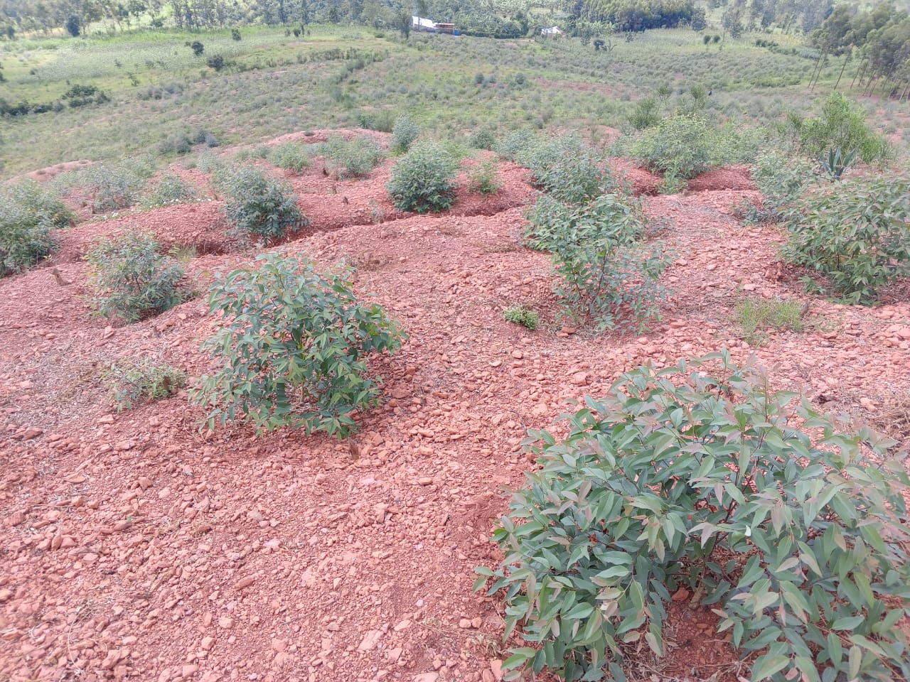 Dense and Healthy Established Forest