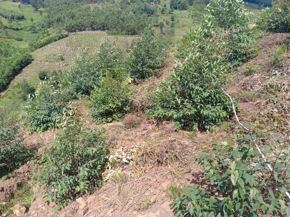 Panoramic View of Landscape Reforestation