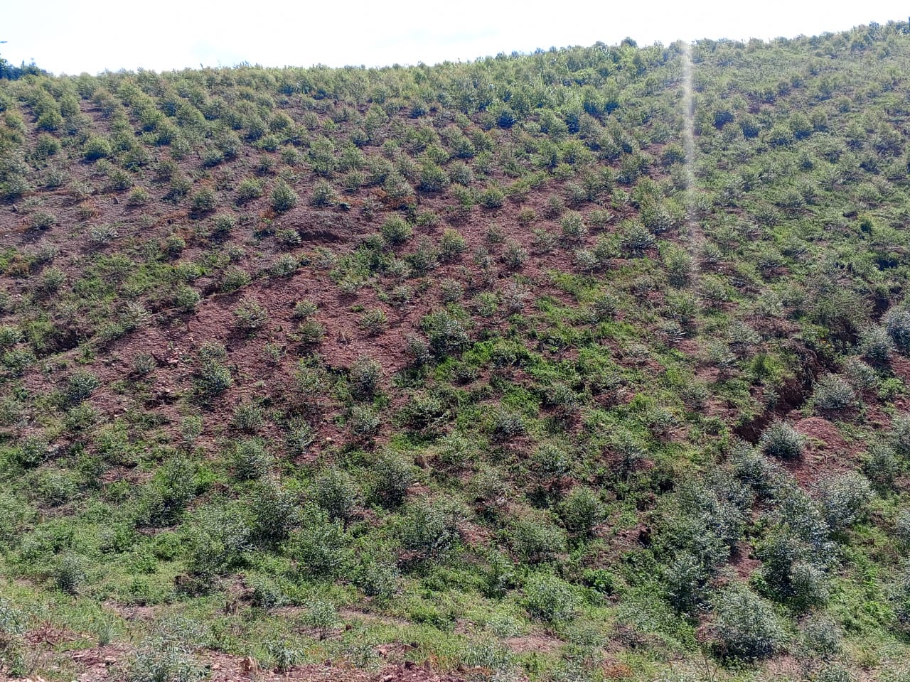 Successful Planting on a Very Steep Slope