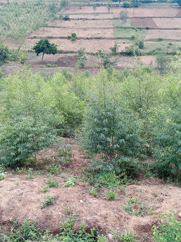 Fertile Valley Agroforestry Landscape